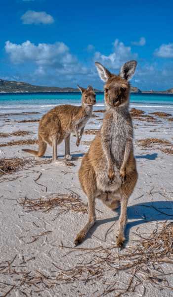 Australia image